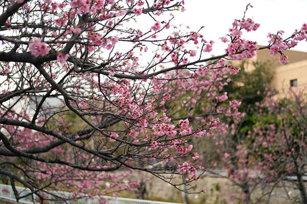 姜夔 鹧鸪天 清空