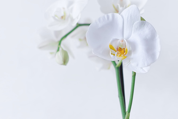 瑞鹧鸪宋柳永赏析