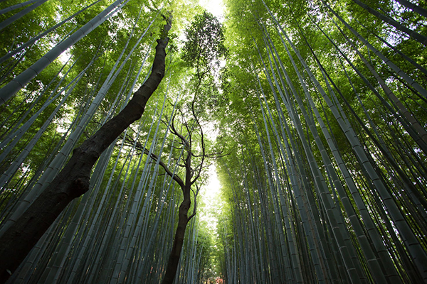 陆游拒霜